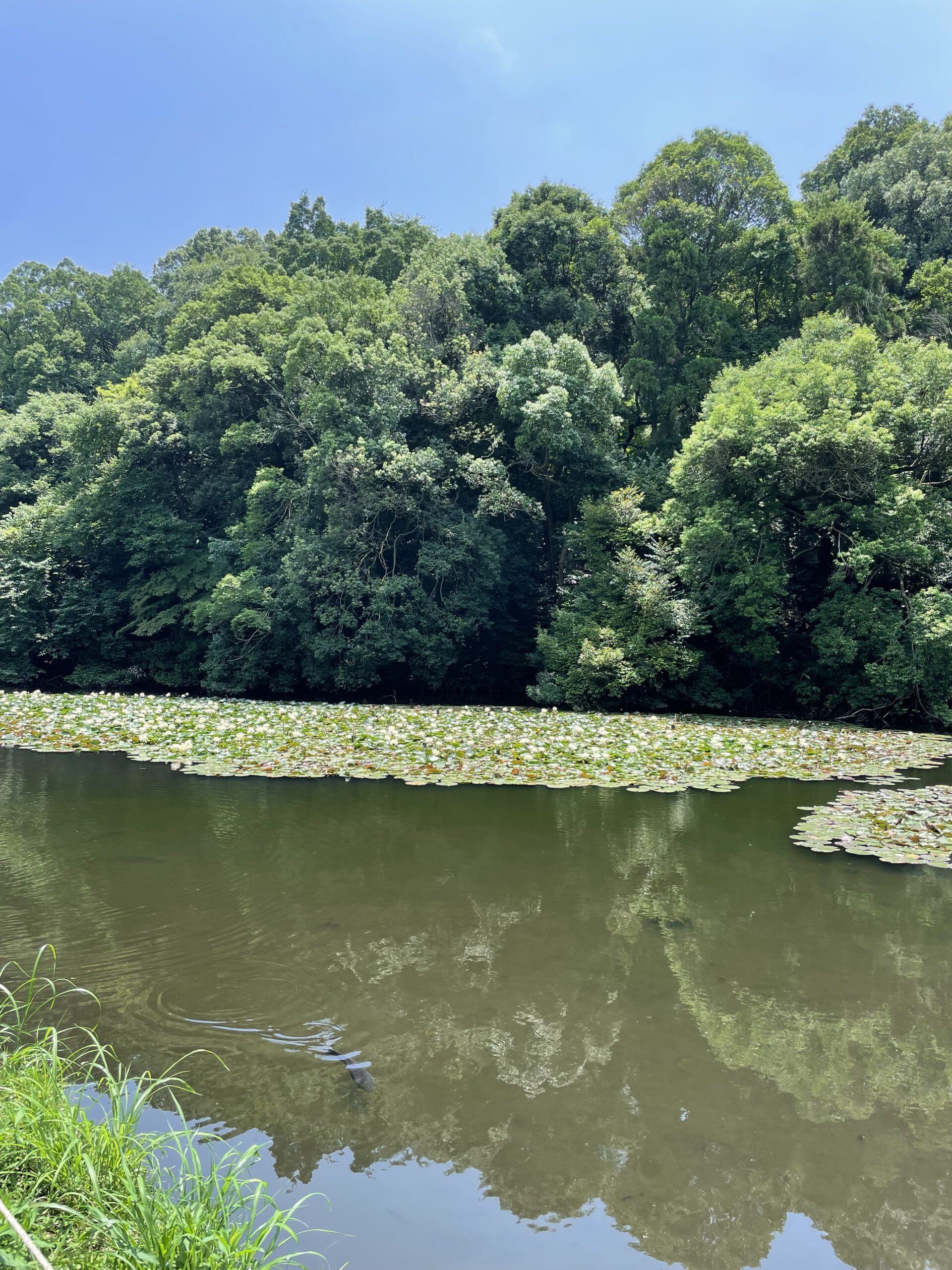 風景